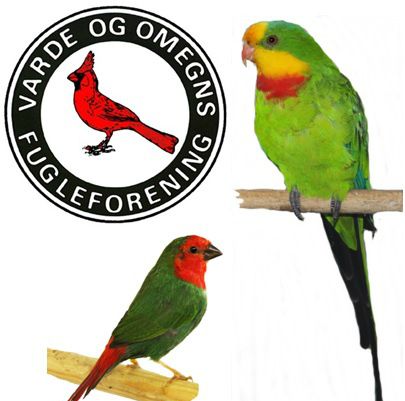 Billeder og artikler må ikke kopieres uden tilladelse
/8
Vedr. eftersøgning af fugle henvises til køb  & salg eller opdrætteranoncer

SIDER OPDATERET:  den 28/11 2022
Næste møde
Køb og salg
